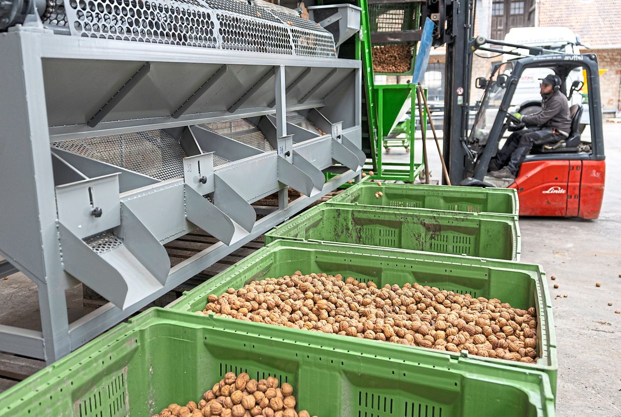 Nuts are easier for farmers to handle than fresh fruit and can be stored for longer.