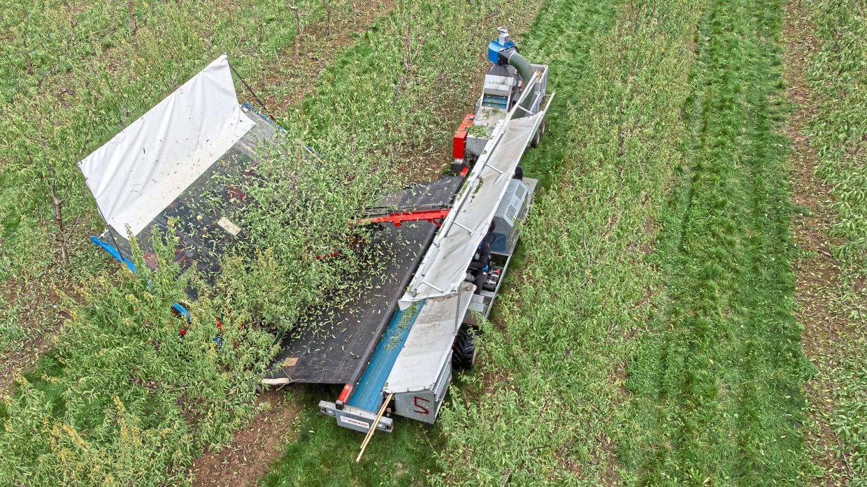 Farmers using machines to harvest almonds.