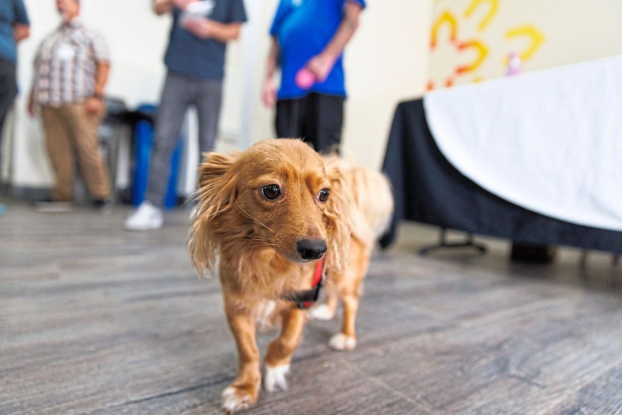 Babygirl walks around during a conference on co-sheltering.