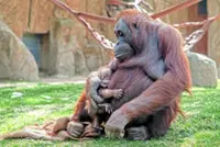 Little stars of the animal world