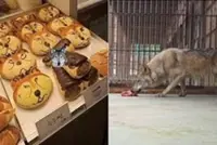 South Korea’s escaped wolf becomes local sensation, inspiring merch and zoo vlog