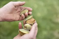 That's just nuts: A silver lining in warmer weather for European nut growers
