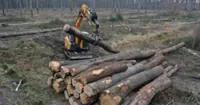 Greens are missing now - Forests employ 42 million worldwide but 15 years ago, it was twice that