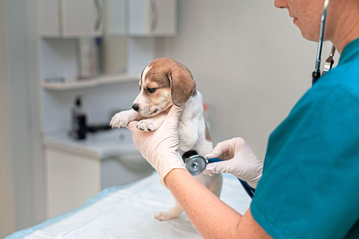 Last year, Matthew Joseph, a 41-year-old New Yorker, spent US$11,000 (RM44,220) on lifesaving spleen surgery for his now 14-year-old pooch Frankie.