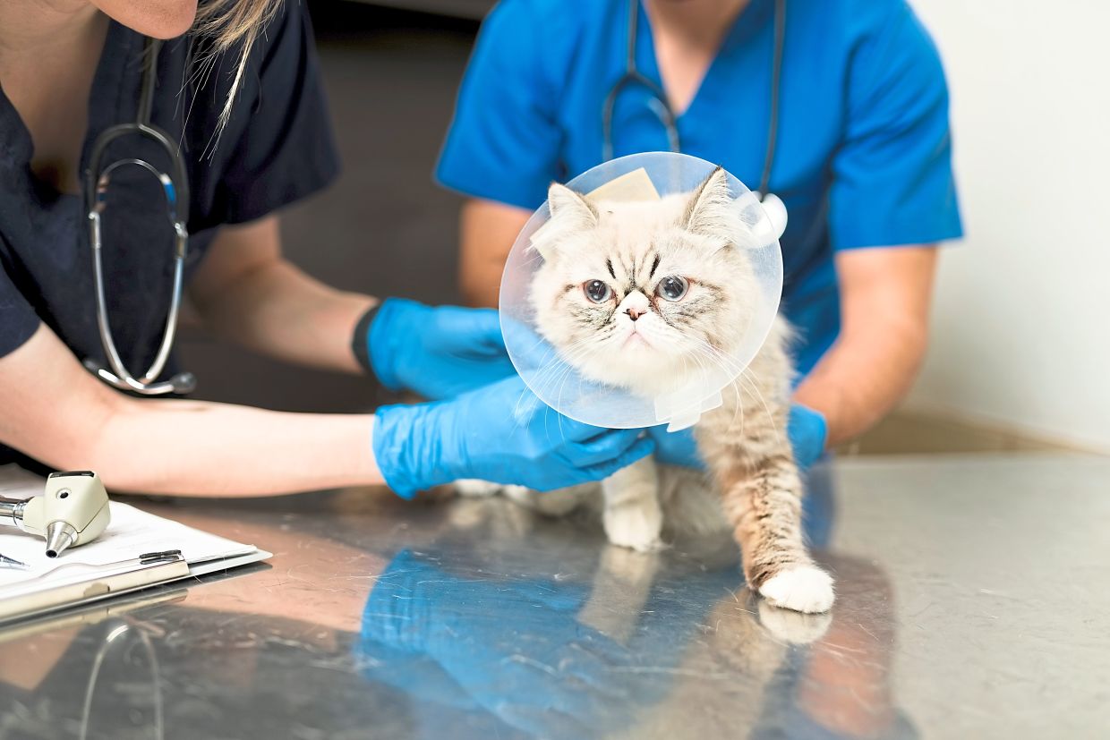 People may not be taking their pet to the vet as often as they need to, but they still do maintenance therapies, van Kirk says.