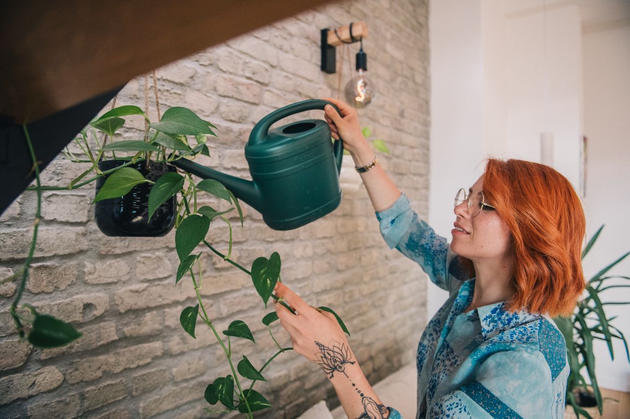 Pothos is a classic among hanging houseplants. It's also fast to grow. Photo: Zacharie Scheurer/dpa