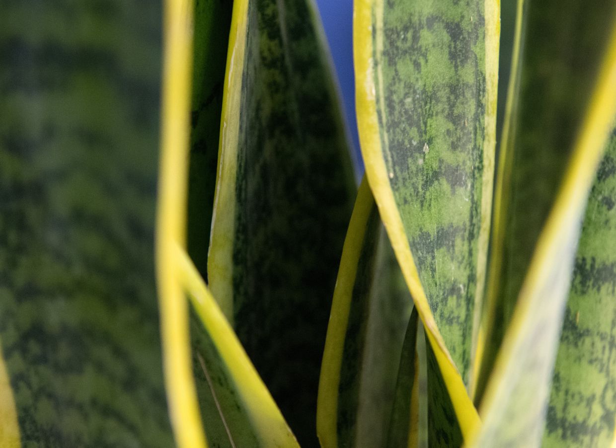 A snake plant with yellow or variegated leaves need more light than the classic green varieties. Photo: Andrea Warnecke/dpa