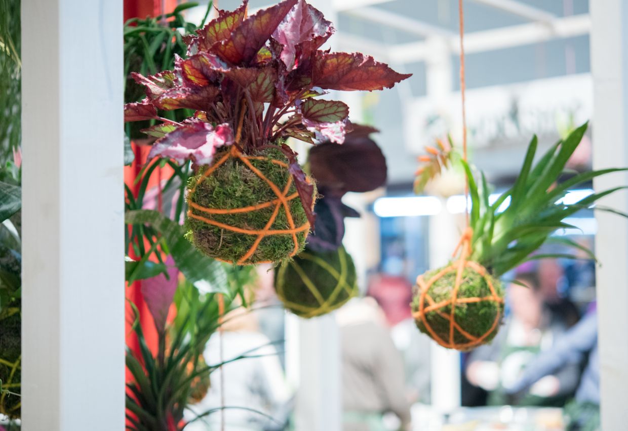 Plants wrapped in a ball of moss, known as a kokedama, are easy to hang up. Photo: Andrea Warnecke/dpa
