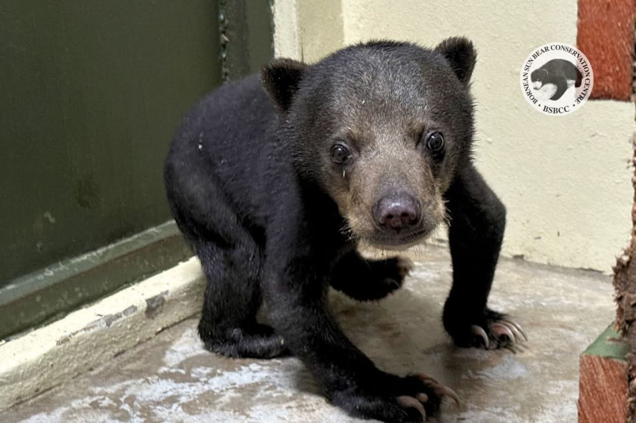 Rescued sun bear cub begins new chapter at Sepilok centre