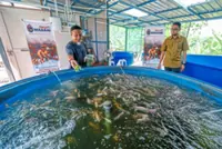 Alor Gajah village folk enjoying fish farm bounty and income
