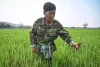 Thai rice output likely to rise on good weather