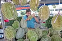 Durians arrive earlier and tastier