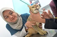 Climate burns hole in pet owners’ wallets