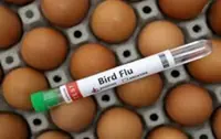Fourth human bird flu case confirmed in Cambodia