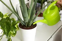 Easy, low-maintenance plants that you can forget about for a while