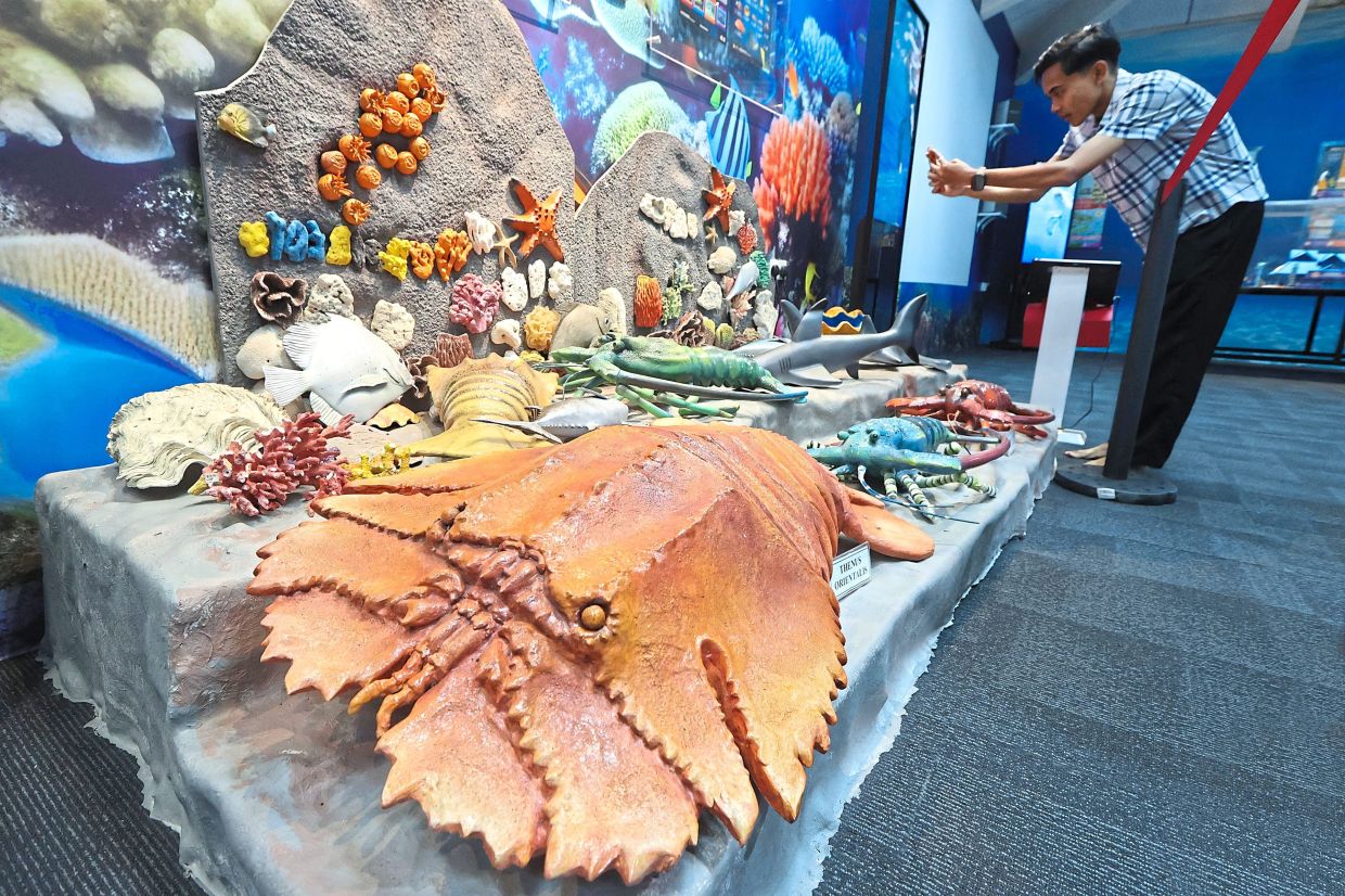 Visitors to Mersing Marine Park Gallery can see exhibits featuring various ocean life forms as part of the awareness initiative on marine ecosystems. — Photos: THOMAS YONG/The Star