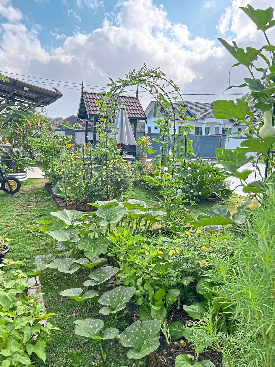 Nur Hazirah’s home garden is filled with a variety of edibles such as corn, cucumber and tomatoes. Photo: Nur Hazirah Idris