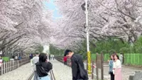 Best time to see cherry blossoms in S.Korea with fewer tourists