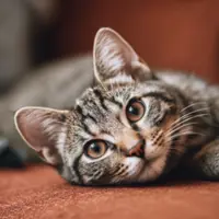 Cat abusers too young to have criminal intent, so T'ganu case classified as NFA