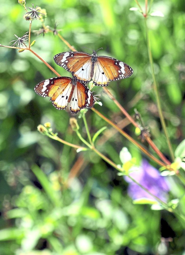 Delicate beauties: A pair of Plain Tiger butterflies fluttering at the backyard garden of conservationist Raymond Lim in Sungai Pelek New Village. — KK SHAM/The Star