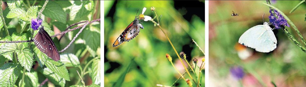 Butterflies seen feeding on nectar from flowers in Lim’s backyard garden in Sungai Pelek New Village are (from left) the Striped Black Crow, Plain Tiger and Mottled Emigrant. — Photos: KK SHAM/The Star