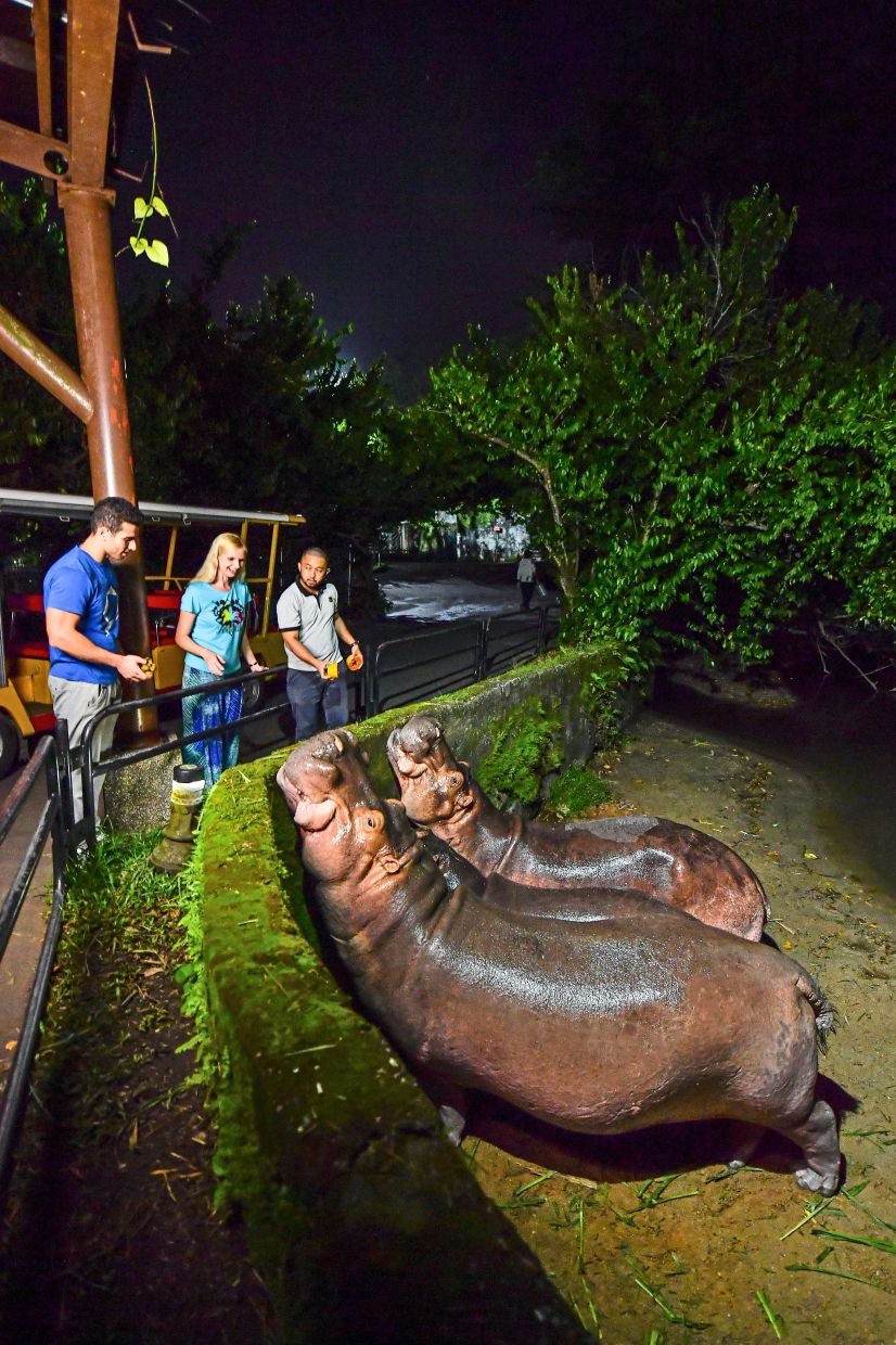 See nocturnal wildlife up close and personal at Zoo Taiping, Perak. — Tourism Malaysia
