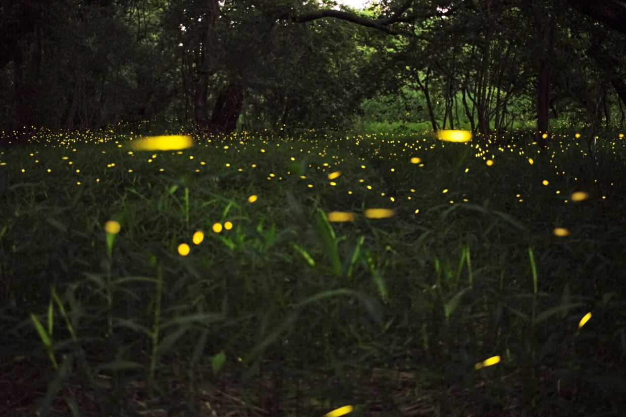 Firefly watching is a fun nighttime activity to do in Kuala Selangor. — Unsplash