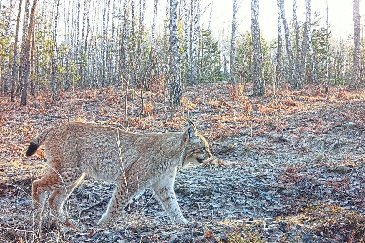 Camera trap image of a wild lynx in the forest. Photo provided by the Chornobyl Radiation and Ecological Biosphere Reserve.