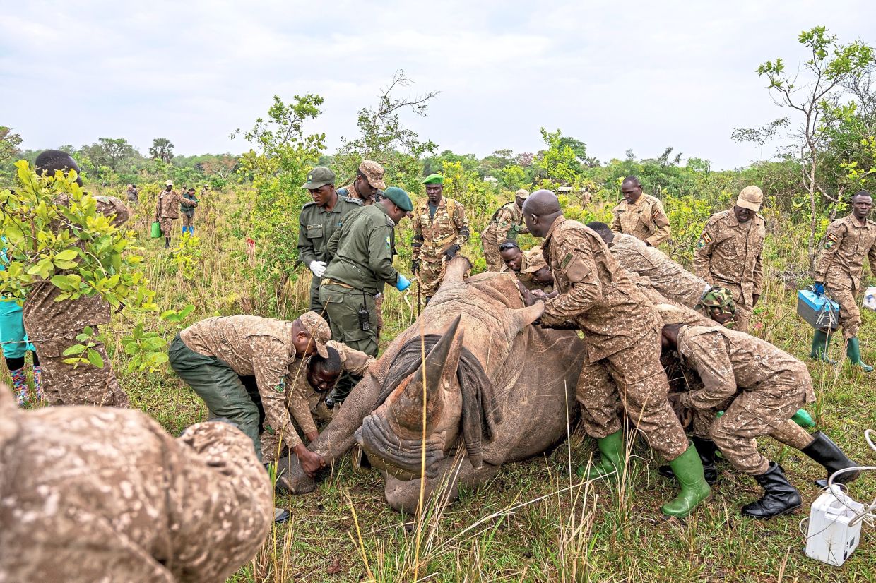 Rangers prepare a rhinoceros for transport from the Ziwa Rhino Sanctuary to Kidepo Valley National Park.