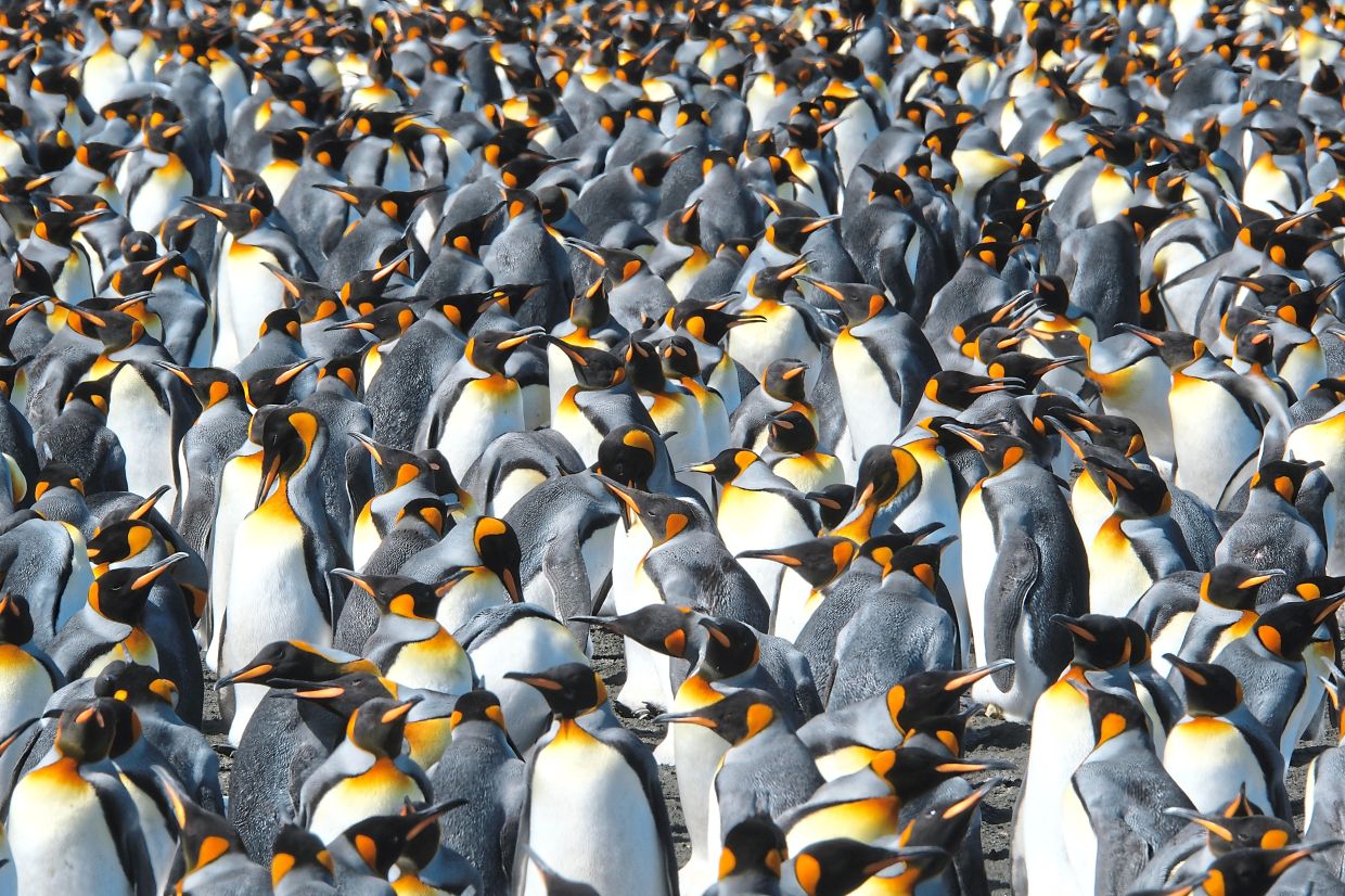 Part of the king penguin colony is visible at La Baie du Marin, Possession Island, Crozet Archipelago. Photos: AP