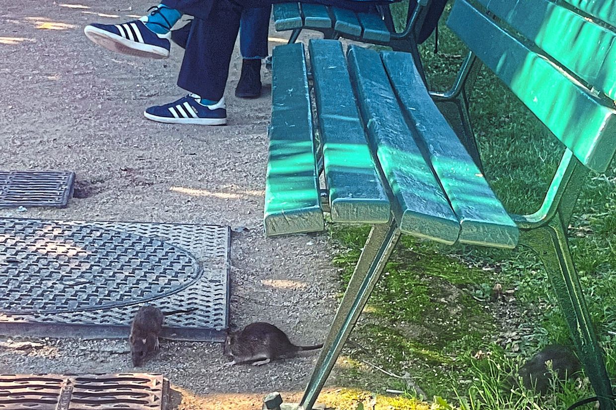 Rats have plagued France's capital for ages, and now the hordes of rodents are even becoming an issue in the local election campaign. — NILUFAR EVERS/dpa