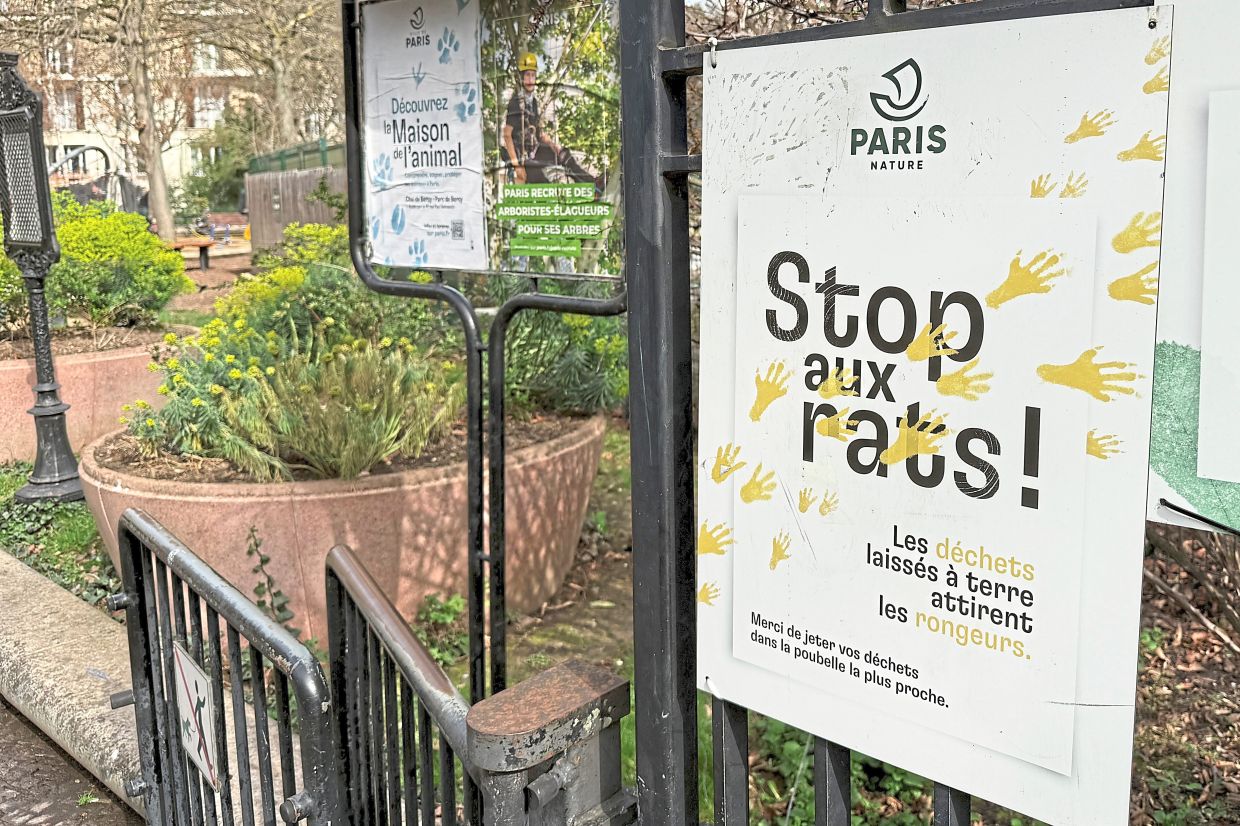 Ideas to reduce the number of rats in Paris are being proposed thick and fast. — MICHAEL EVERS/dpa