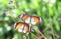 Sungai Pelek butterfly village stirs tourism buzz