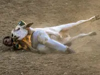Cowgirls of Philippine rodeo tackle steer-eotypes