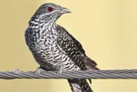 Lesson in co-existence: noisy birds become teachers for students in Shenzen