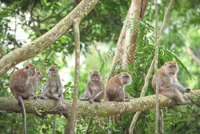 Malaysia's current malaria battle front: Zoonotic disease