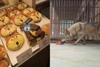 South Korea arrests man for spreading AI-generated image of escaped wolf