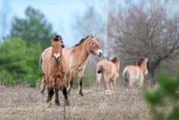 The world’s wildest horses roam free in the contaminated land of Chernobyl