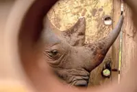 Uganda reintroduces rhinos into a protected area where they have been extinct since 1983