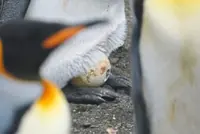 King penguins are benefiting from climate change