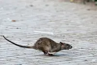 A Paris rat race: Local politicians promise to tackle rodent problem