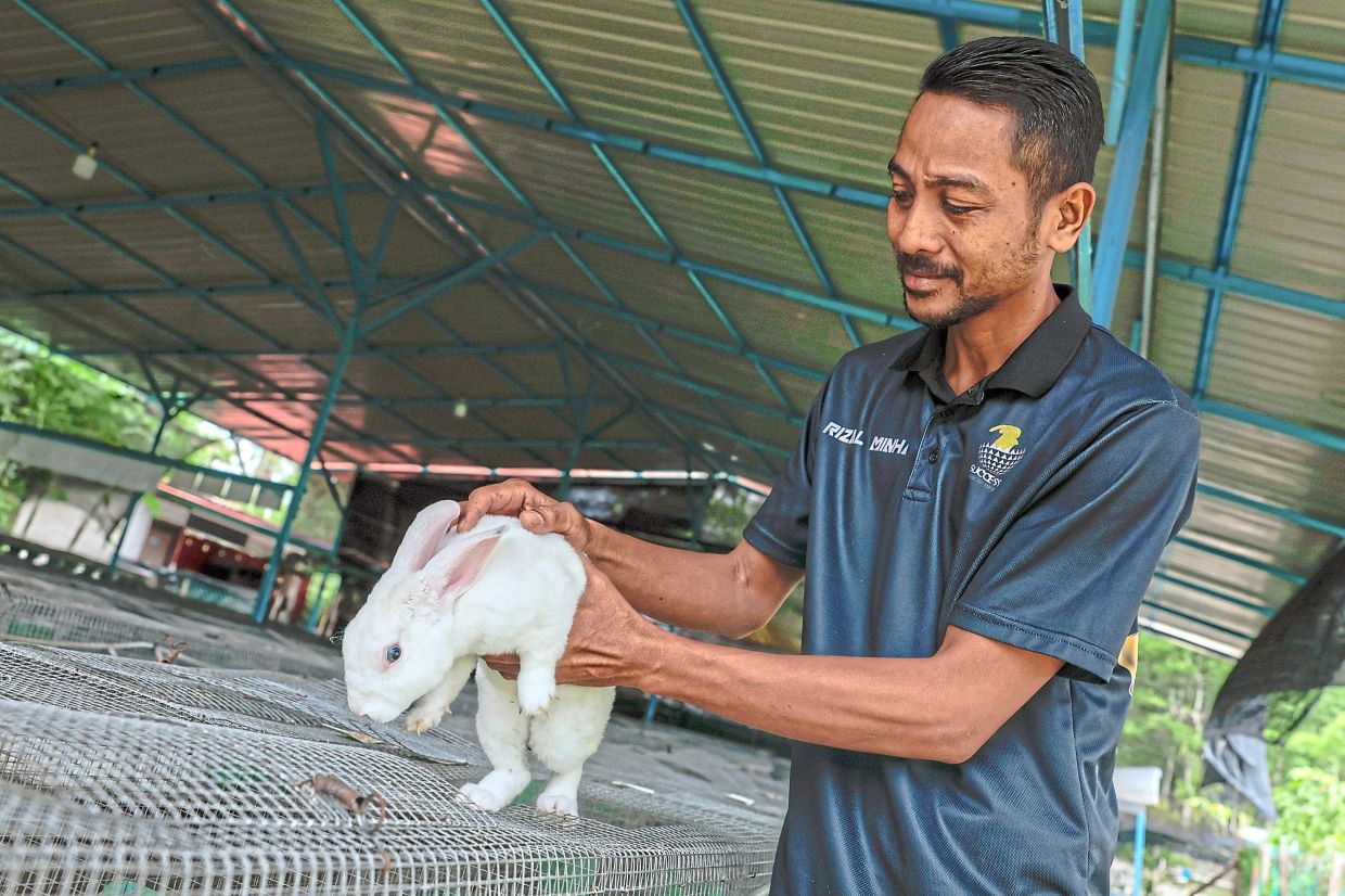 Holding a mature rabbit that is ready for sale to customers. — Photos: Bernama