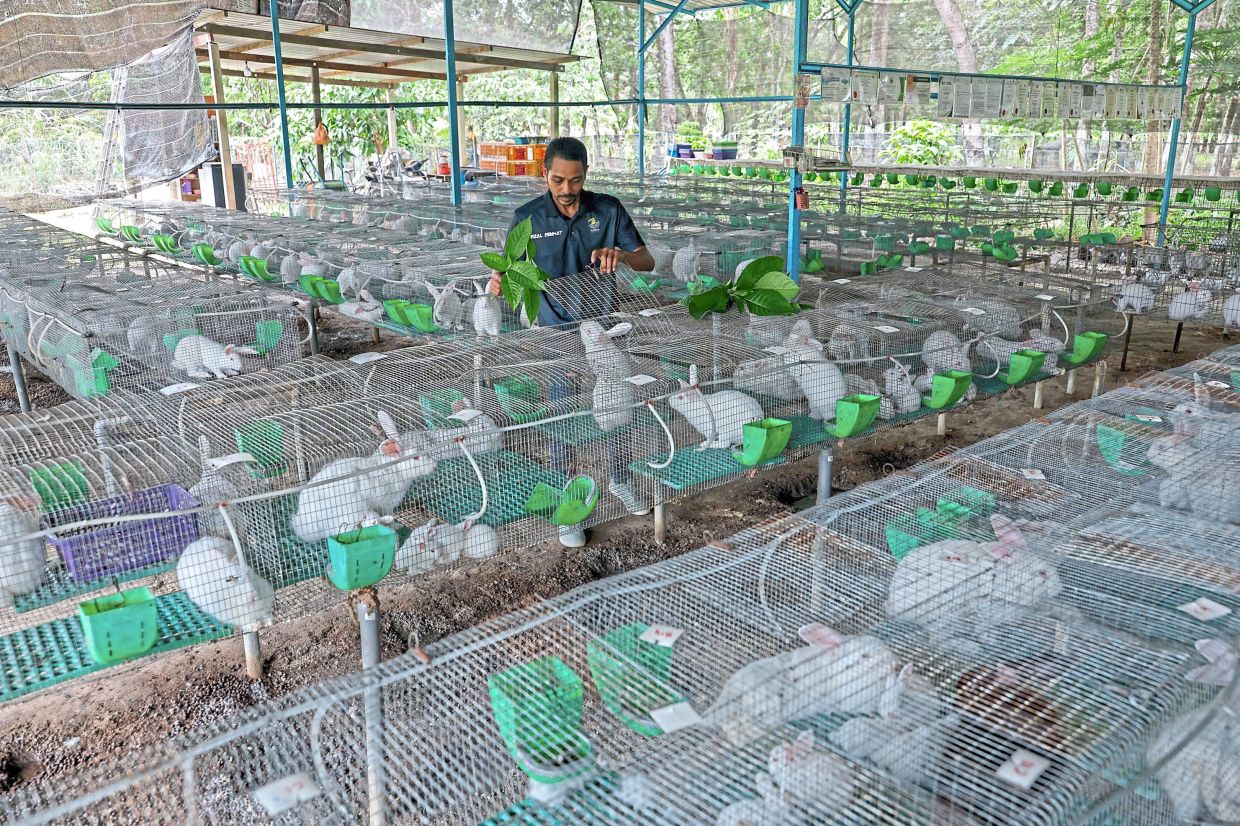 Room for Melaka rabbit meat industry to hop ahead | The Star