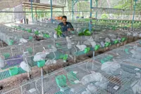 Room for Melaka rabbit meat industry to hop ahead