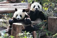 Chinese panda pair headed to US zoo