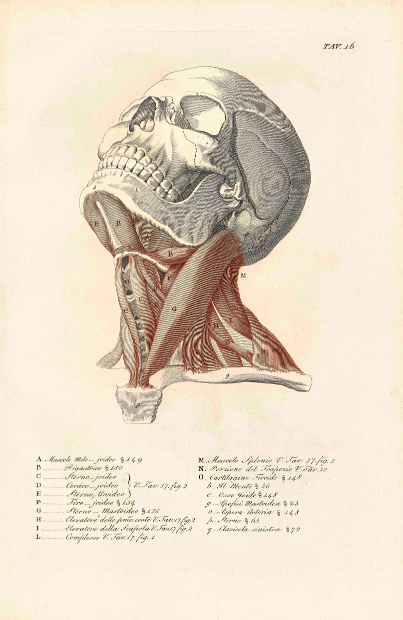'Muscles Of The Neck' (1811) by Giuseppe Del Medico is an etching and engraving inked in red and black, depicting the anatomy of the neck. Photo: ArtScience Museum