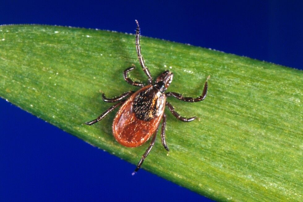 Some US doctors are worried about the potential for a bad year for tick-borne diseases.