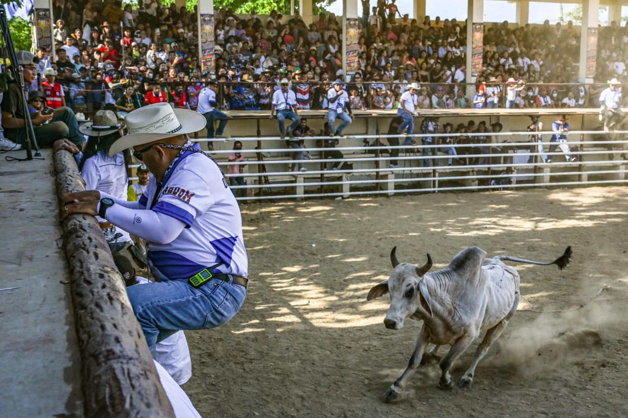 An official is trying to avoid a cow during the Rodeo Festival in the province of Masbate. While larger provinces boast more cattle, the Masbate rodeo -- begun in 1993 in a bid to boost tourism -- has become synonymous with the island province of fewer than one million. -- Photo by Jam STA ROSA / AFP