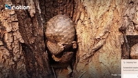 Injured pangolin rescued from Mae Hong Son park wildfire ordeal