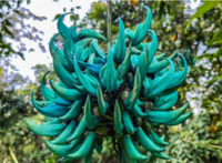 Rare jade vine found in Philippines' Cagayan highlands, push for conservation